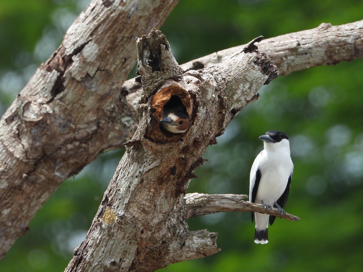 Black-crowned Tityra - ML643579686