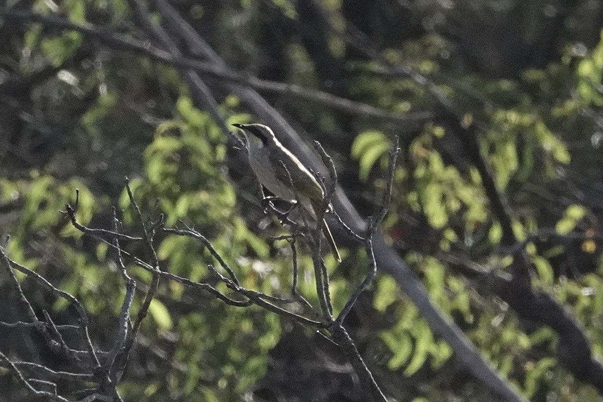Singing Honeyeater - ML643579687