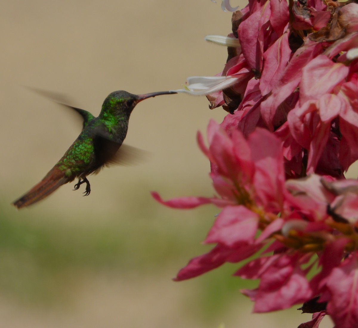Rufous-tailed Hummingbird - ML643579693