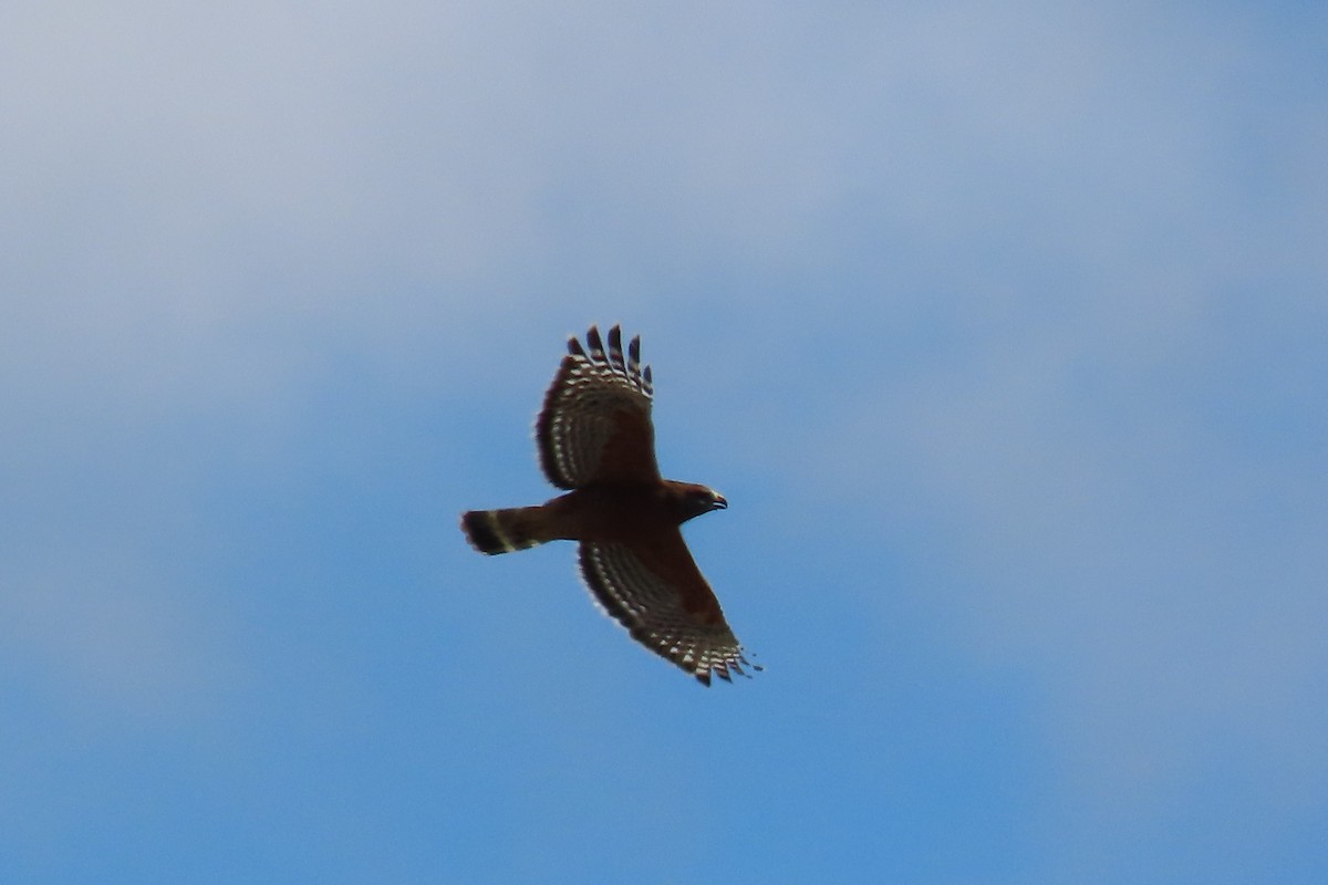 Red-shouldered Hawk (elegans) - ML643579695