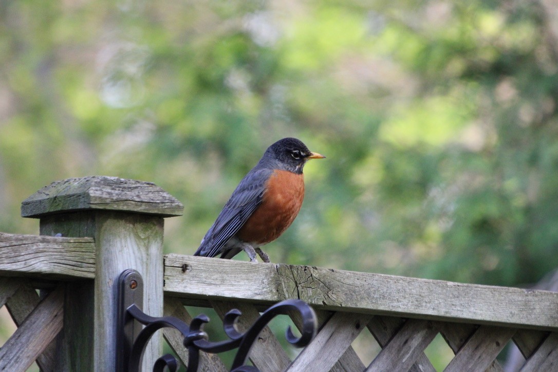 American Robin - ML643579696