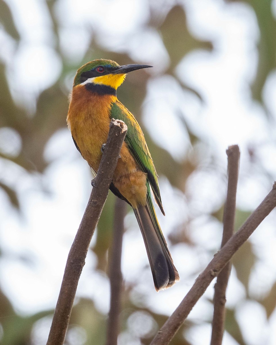 Cinnamon-chested Bee-eater - ML643579697