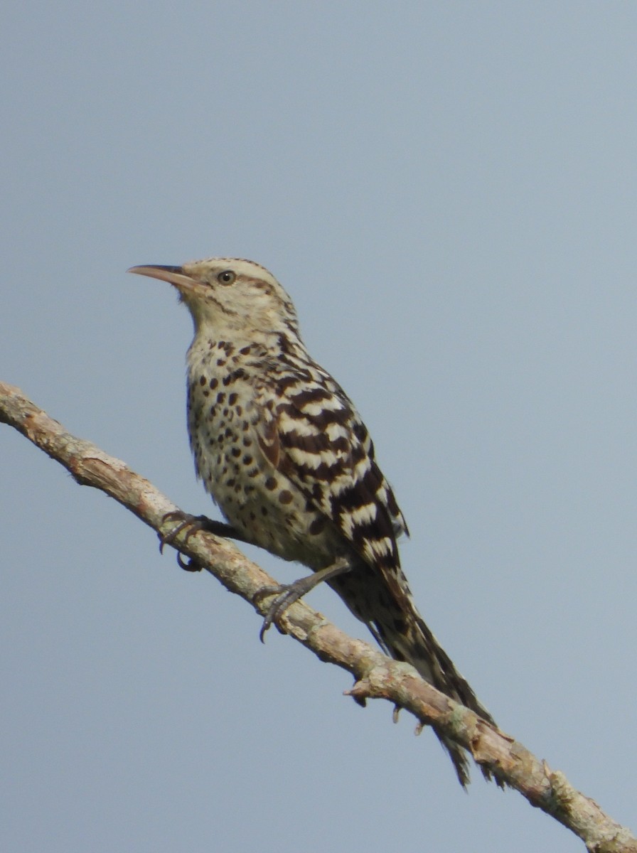 Stripe-backed Wren - ML643579698