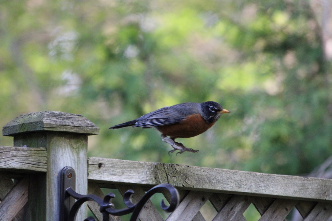 American Robin - ML643579699