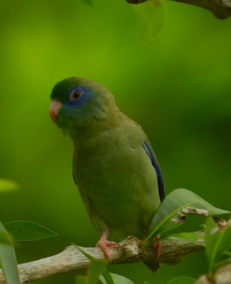 Spectacled Parrotlet - ML643579703