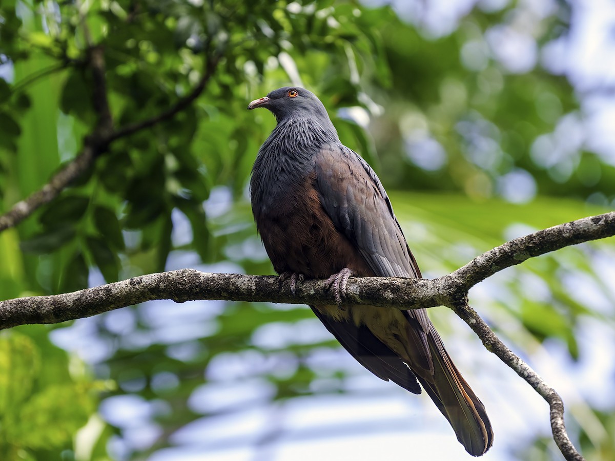 New Caledonian Imperial-Pigeon - ML643579705