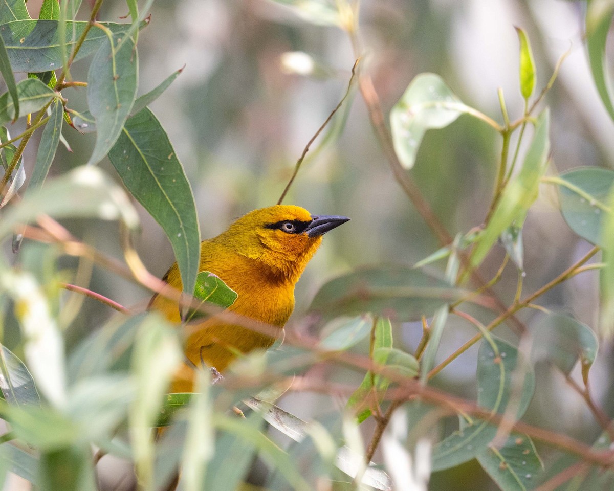 Spectacled Weaver - ML643579706