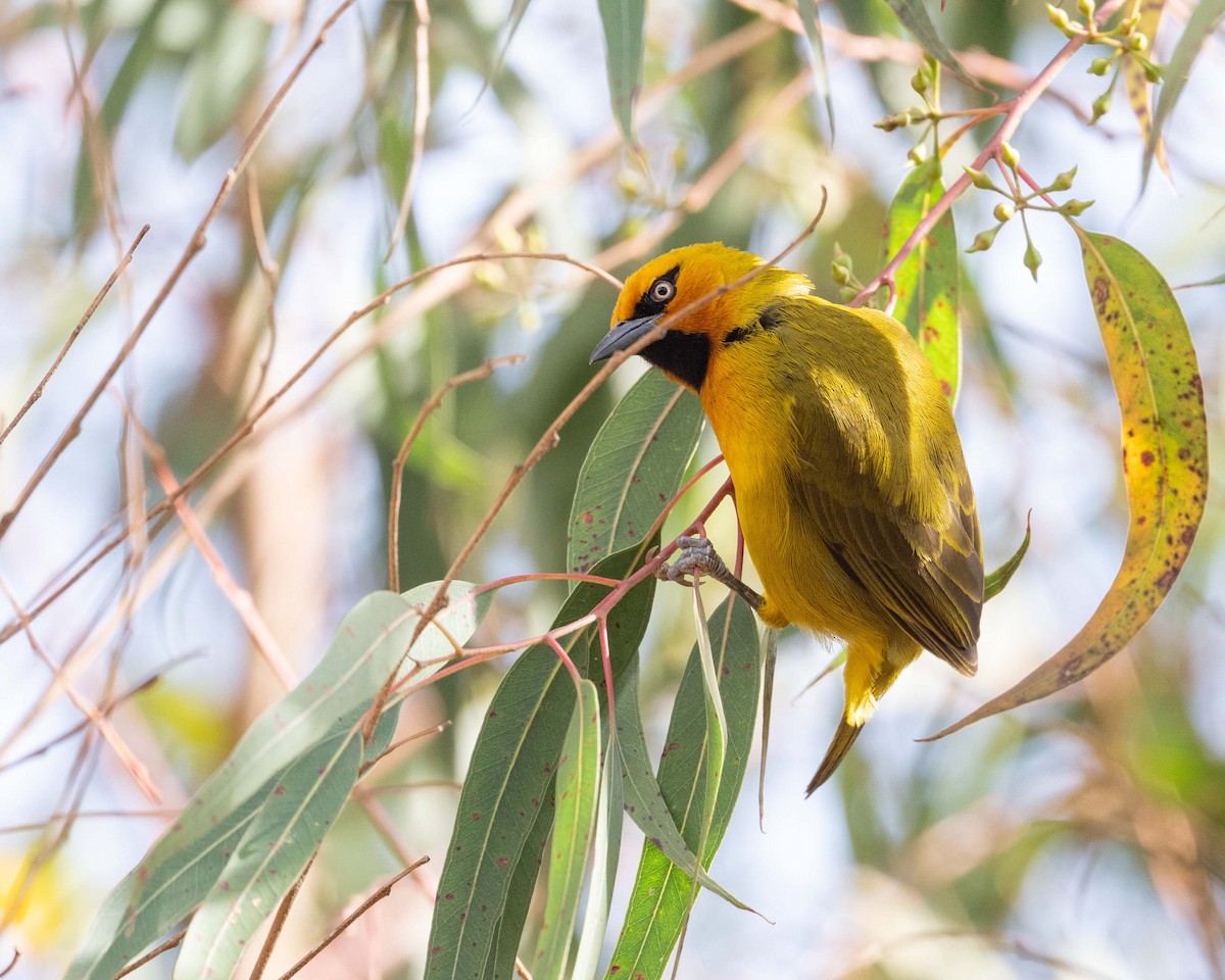 Spectacled Weaver - ML643579707