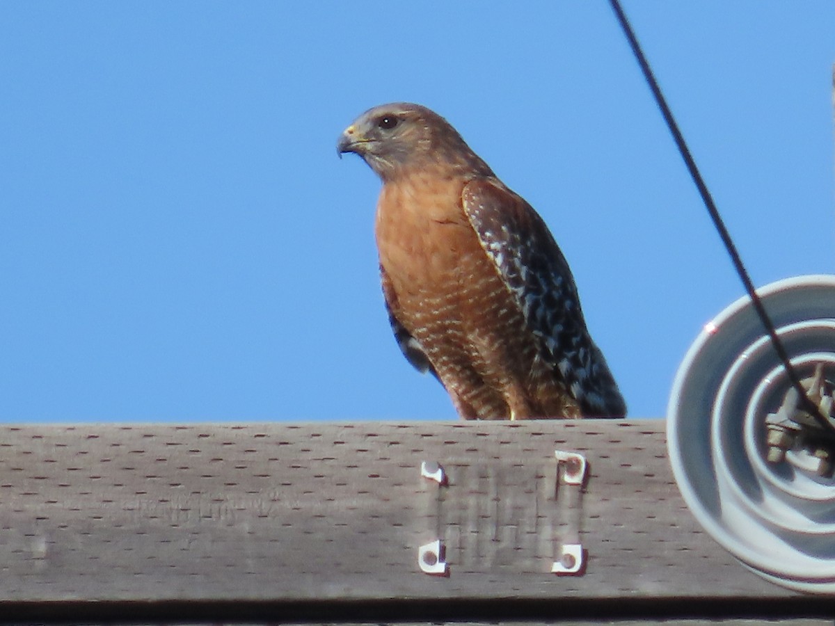 Red-shouldered Hawk (elegans) - ML643579709