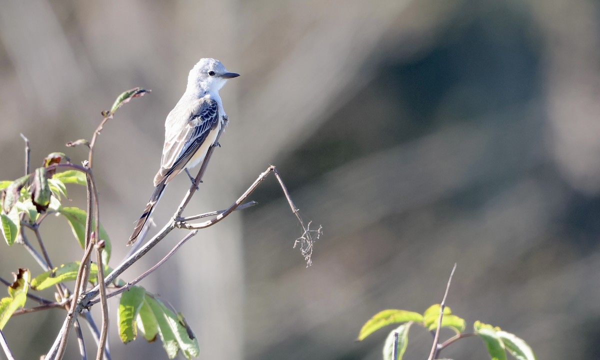 Scissor-tailed Flycatcher - ML643579721