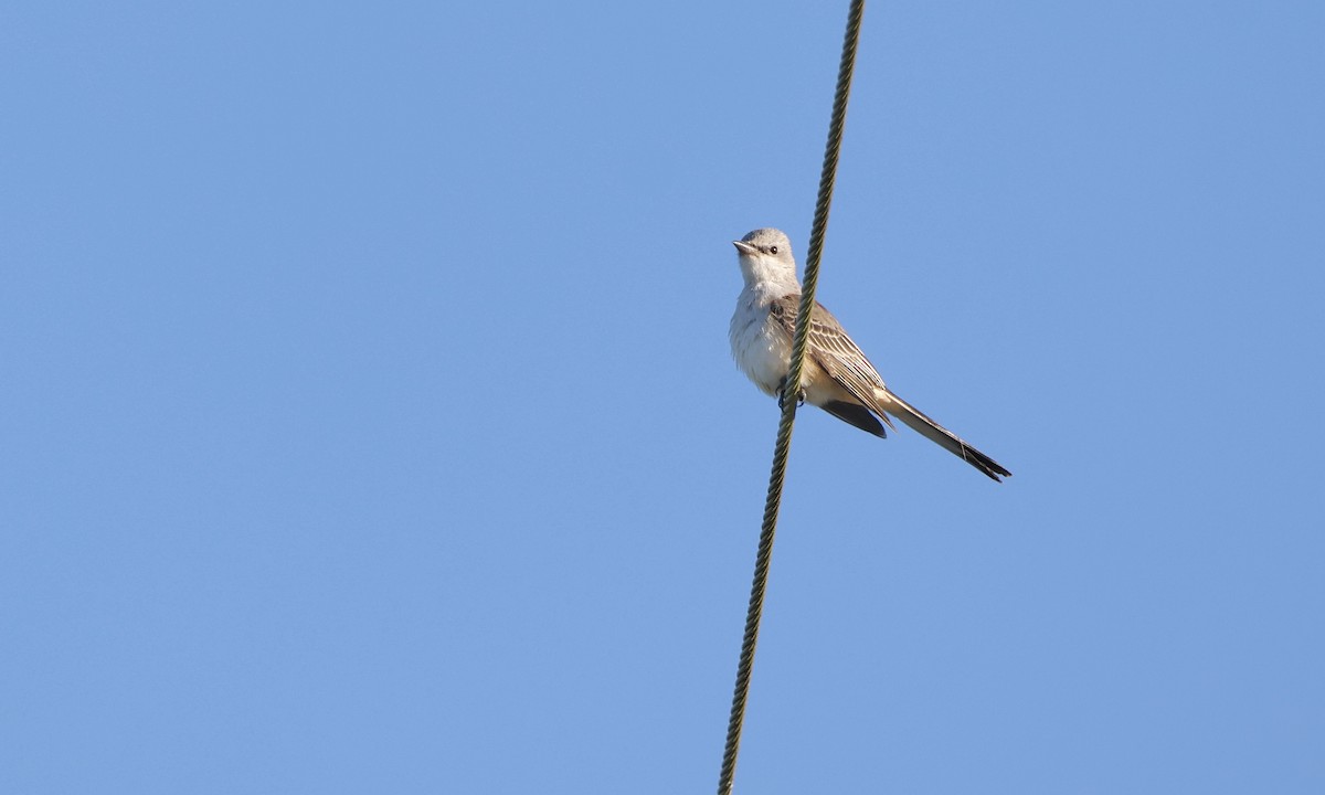 Scissor-tailed Flycatcher - ML643579727