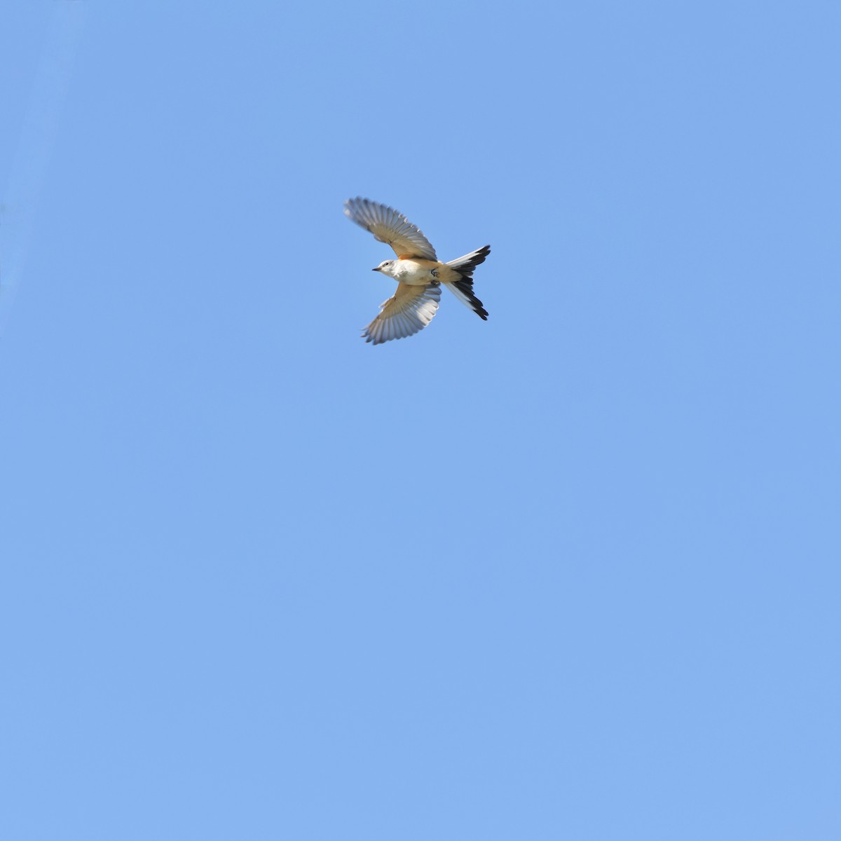 Scissor-tailed Flycatcher - ML643579729