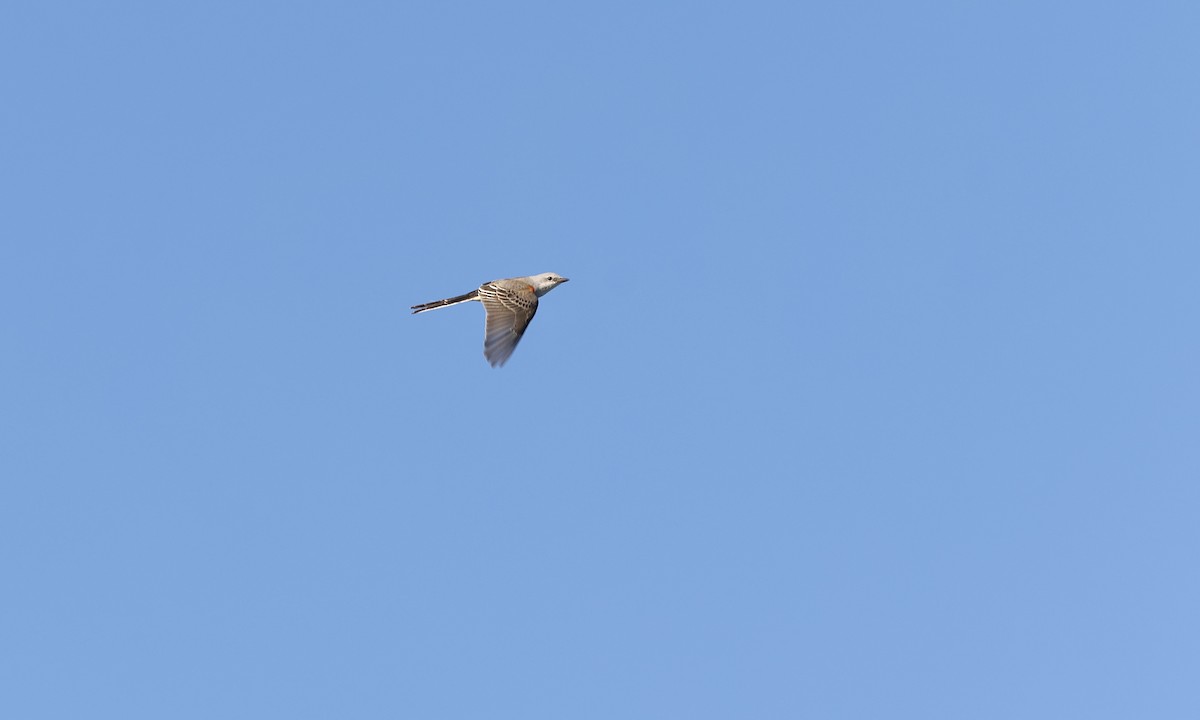 Scissor-tailed Flycatcher - ML643579730