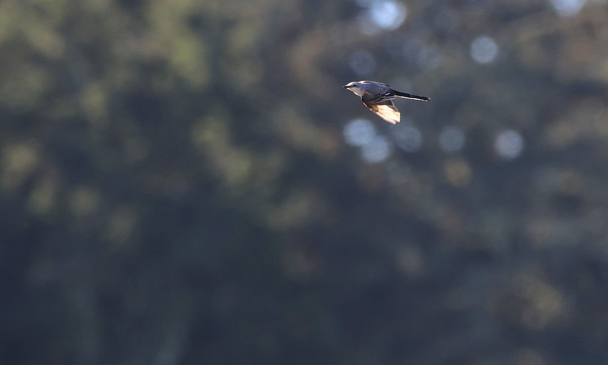 Scissor-tailed Flycatcher - ML643579731