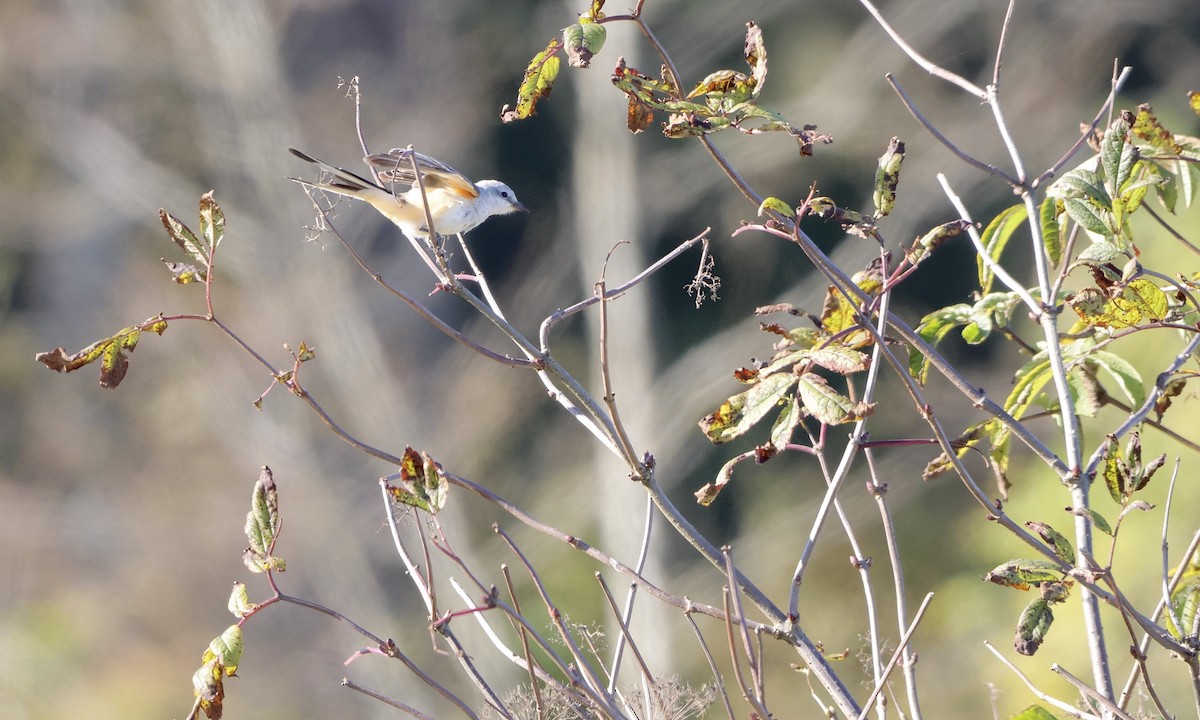 Scissor-tailed Flycatcher - ML643579732