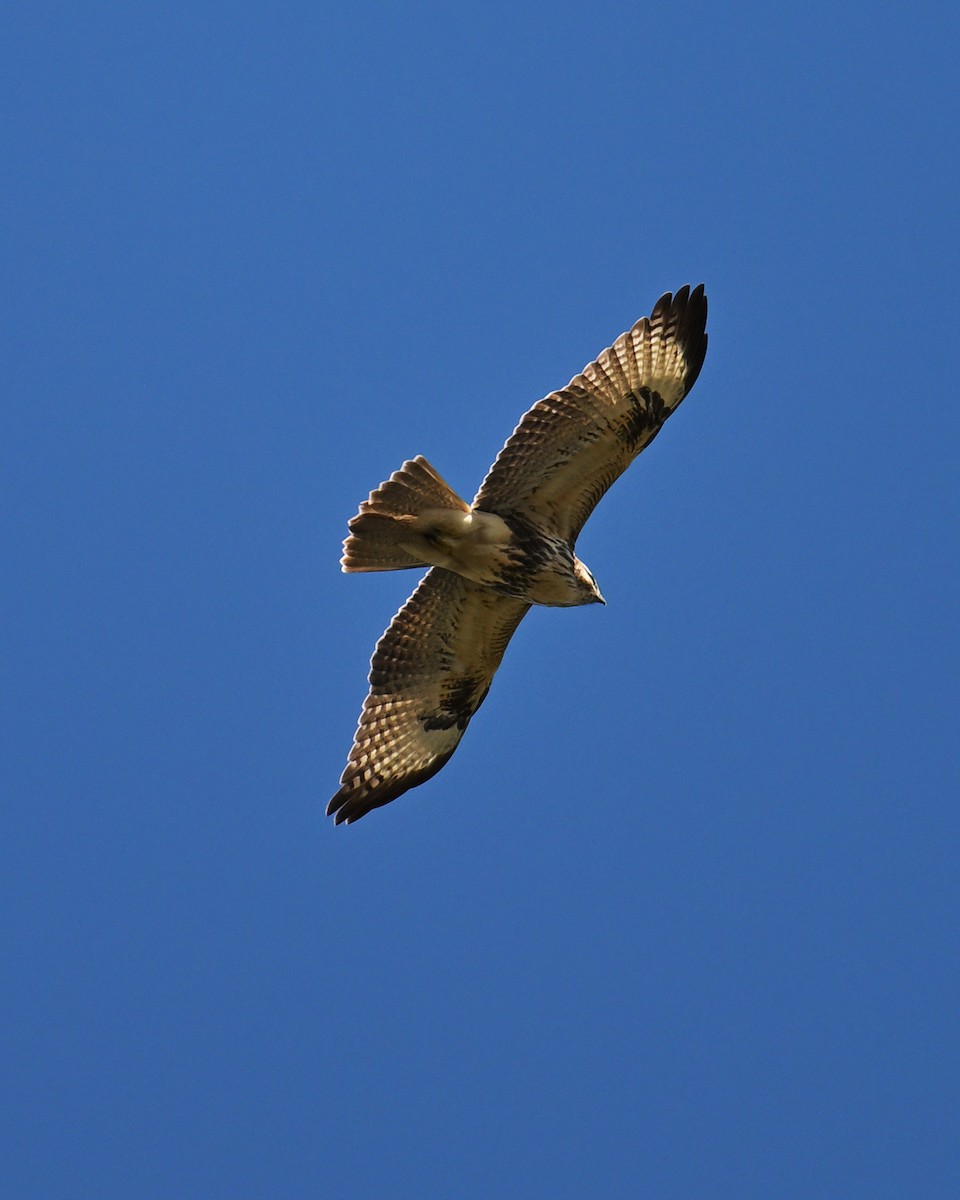 Eastern Buzzard - ML643579739