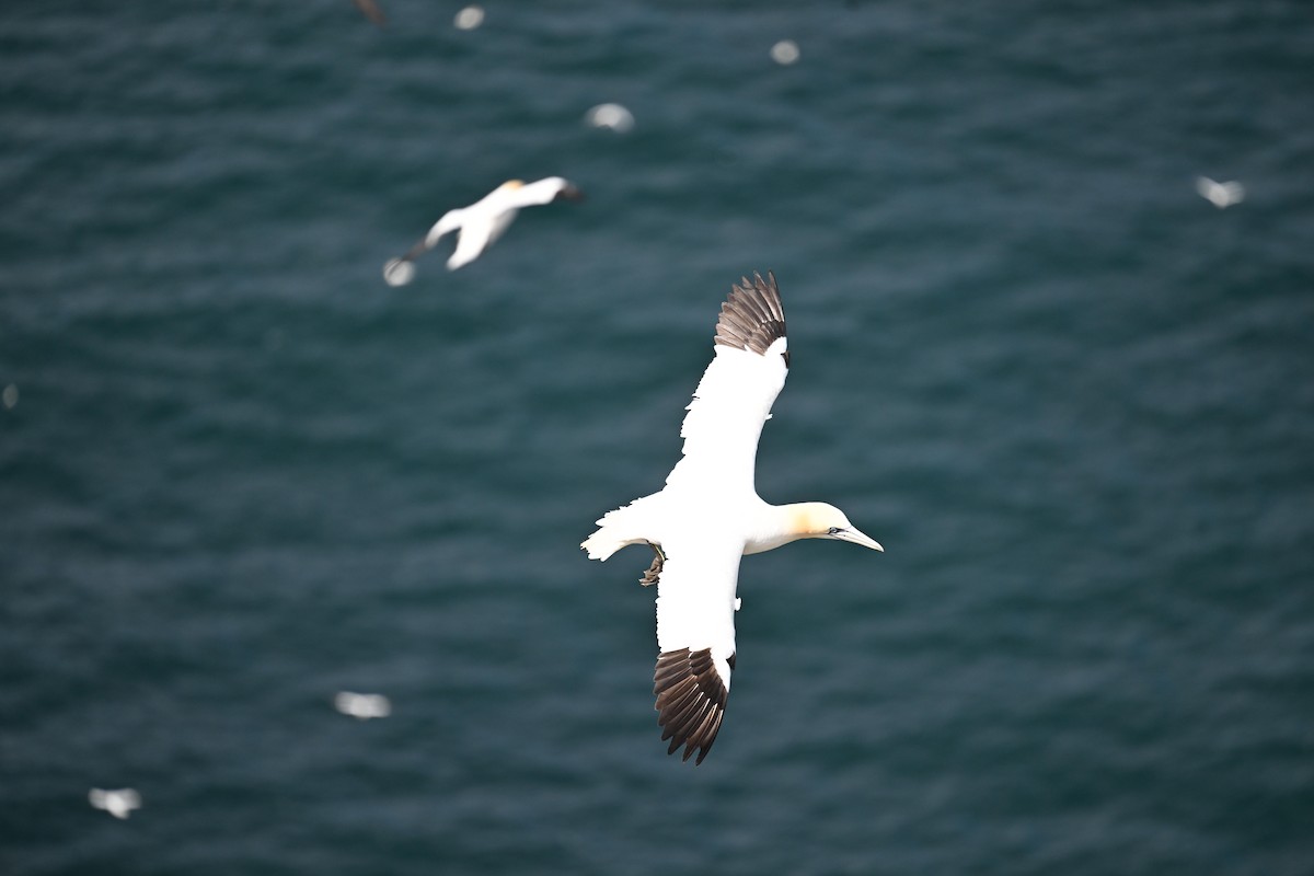 Northern Gannet - ML643579745