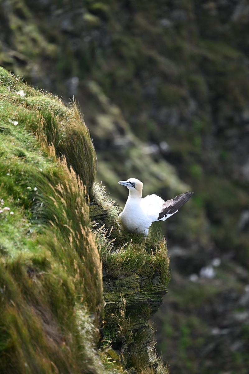 Northern Gannet - ML643579746