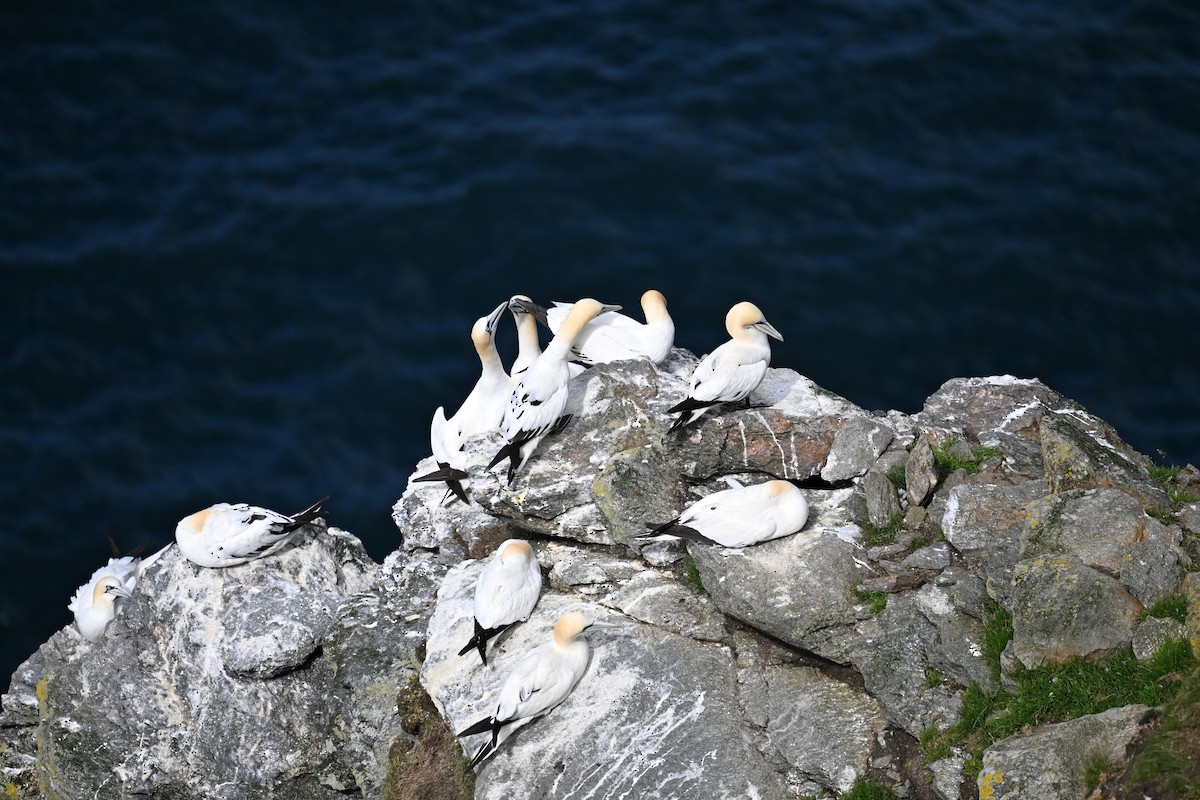 Northern Gannet - ML643579747