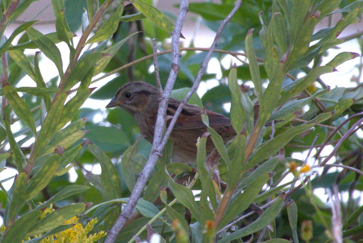 Swamp Sparrow - ML643579751