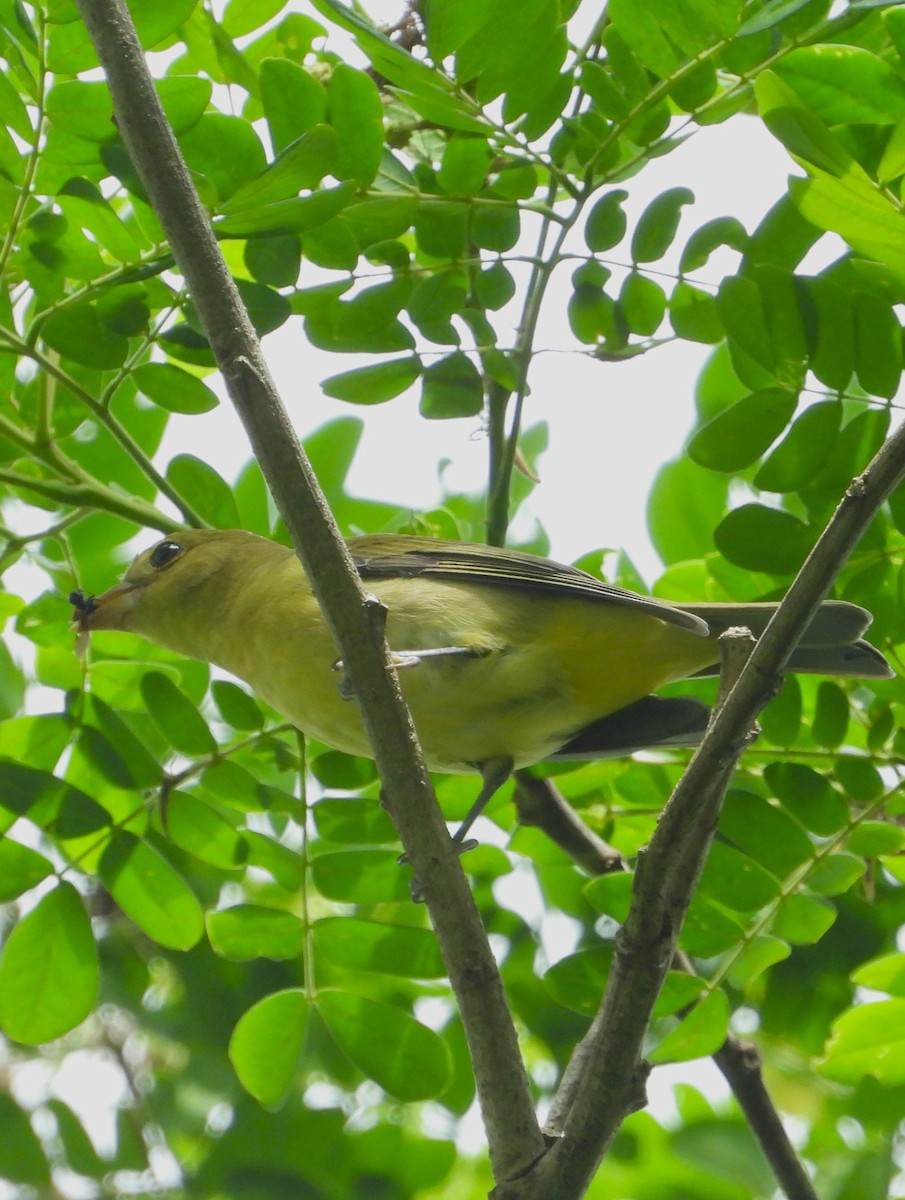 Scarlet Tanager - ML643579752