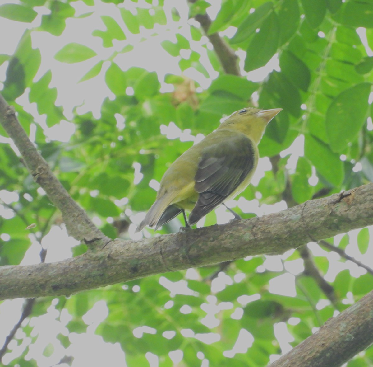 Scarlet Tanager - ML643579753