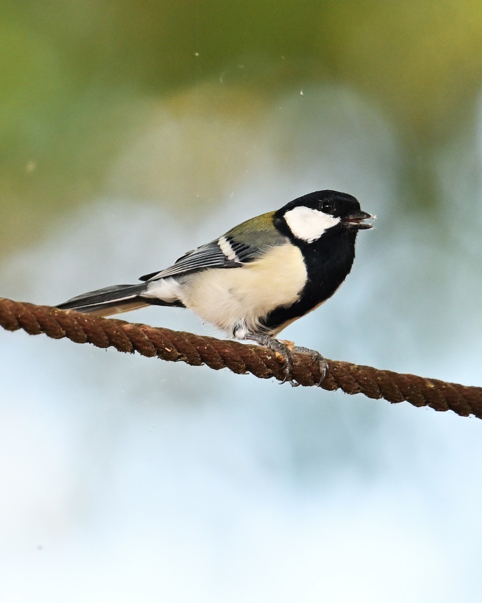 Asian Tit - ML643579760
