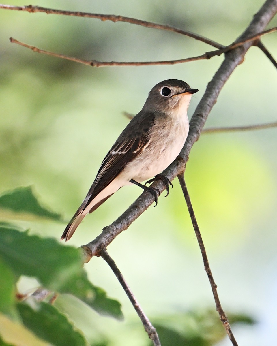 Asian Brown Flycatcher - ML643579763