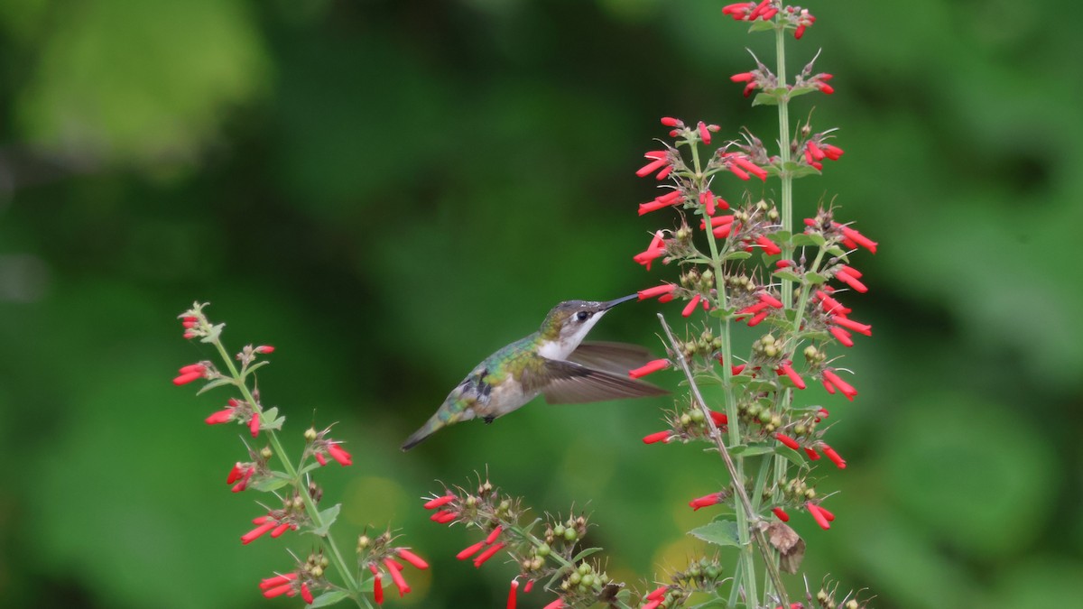 Ruby-throated Hummingbird - ML643579765