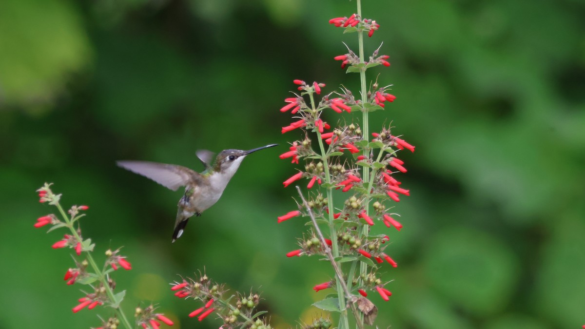 Ruby-throated Hummingbird - ML643579766