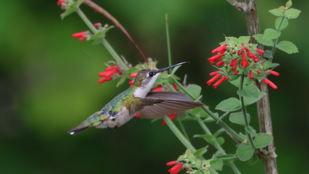Ruby-throated Hummingbird - ML643579767