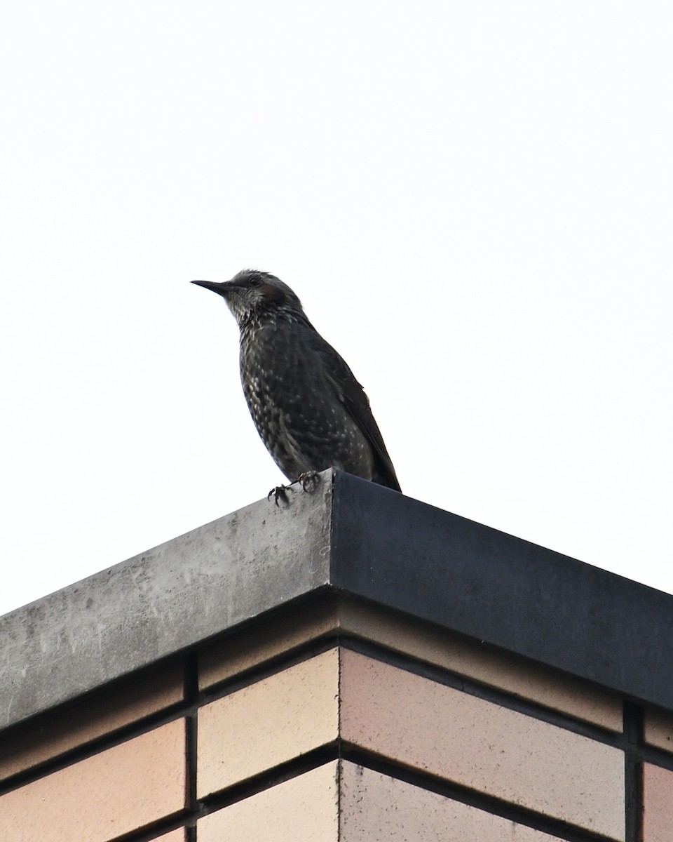 Brown-eared Bulbul - ML643579768