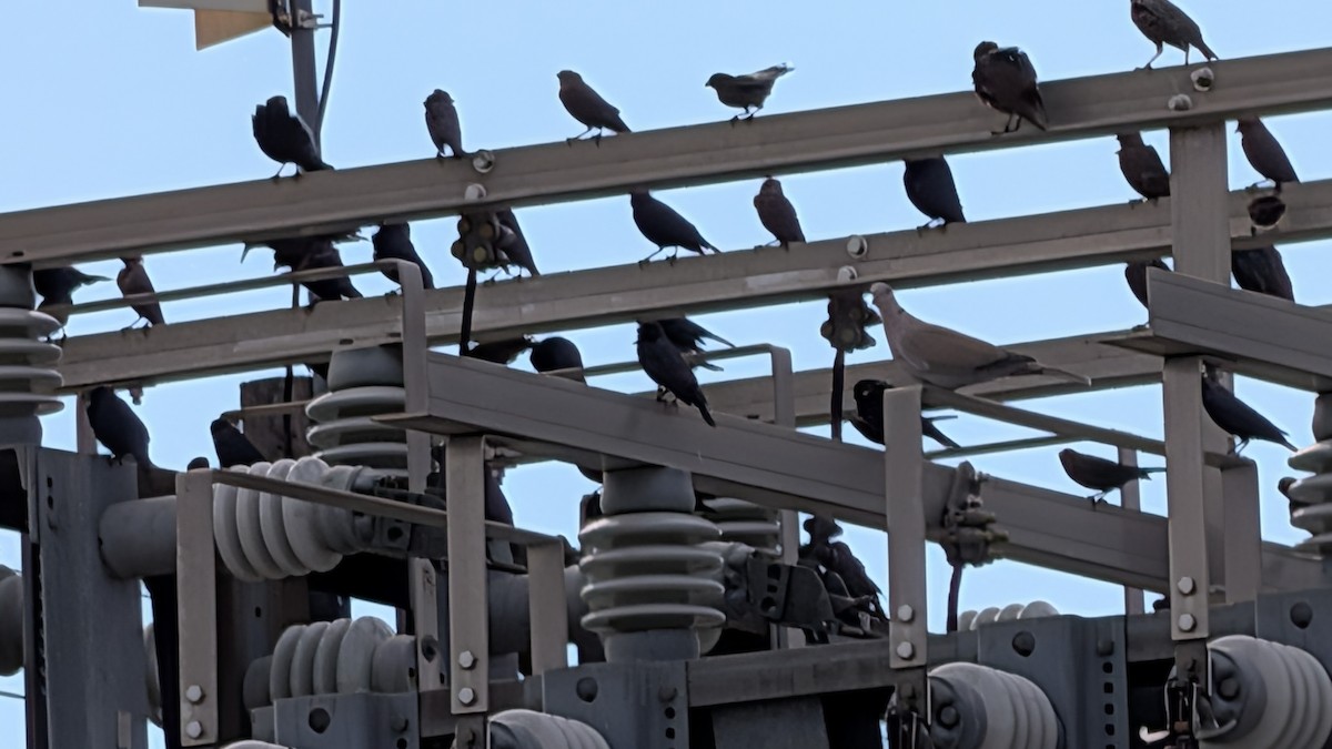 Brown-headed Cowbird - ML643579770