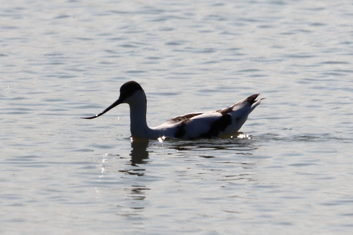 反嘴鴴 - ML643579774