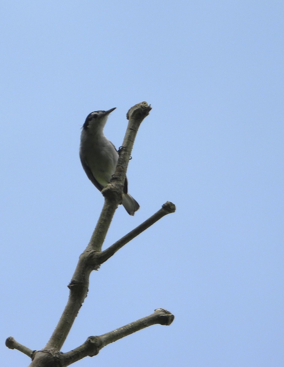 Tropical Gnatcatcher - ML643579776