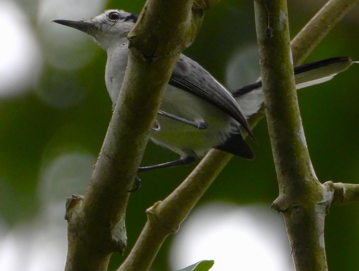 Tropical Gnatcatcher - ML643579777