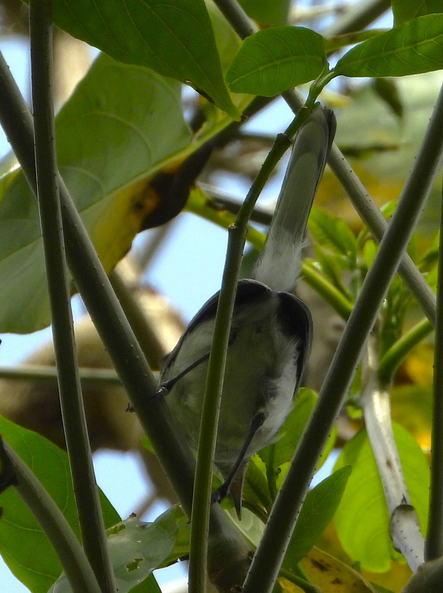 Tropical Gnatcatcher - ML643579778