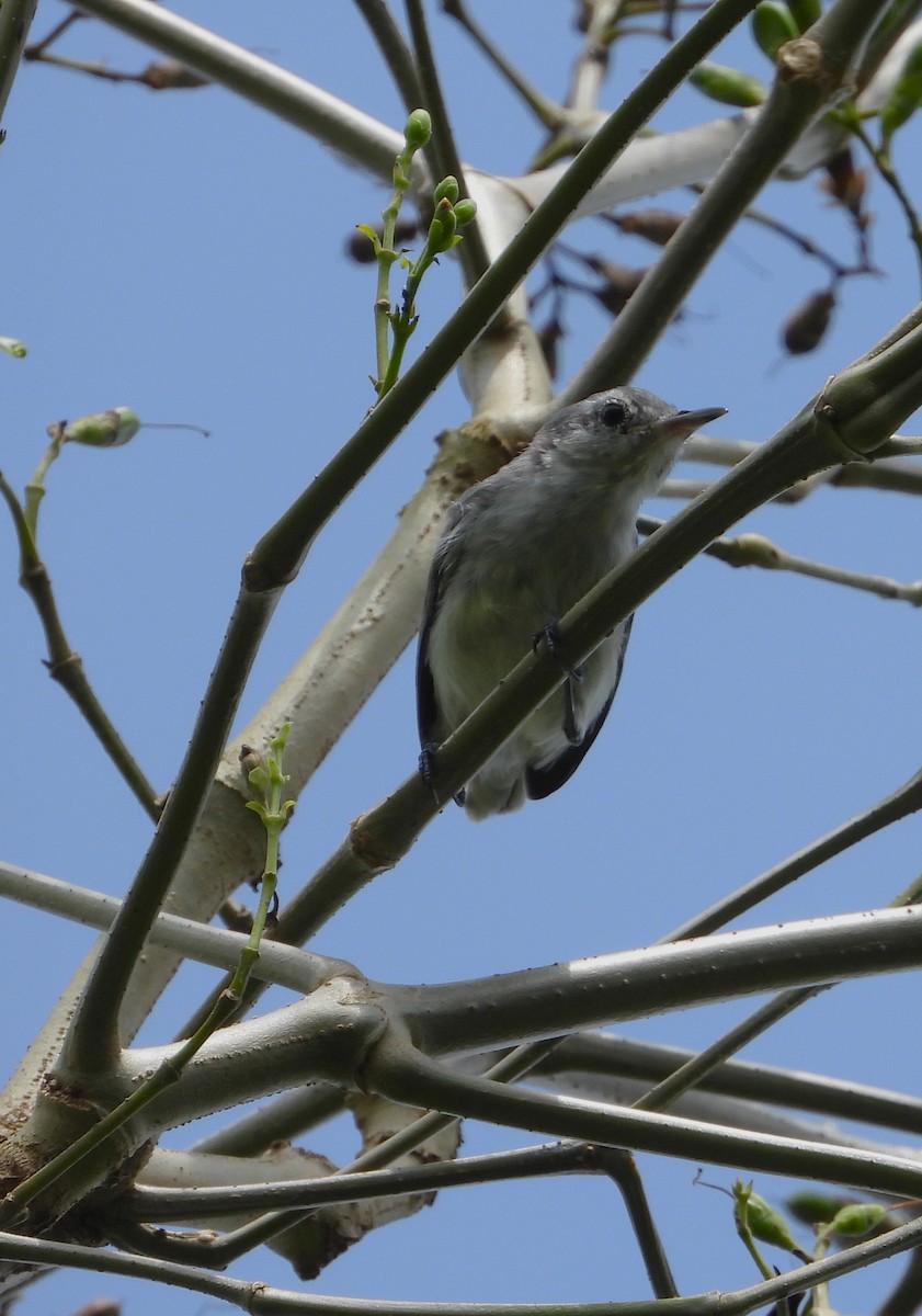 Tropical Gnatcatcher - ML643579779