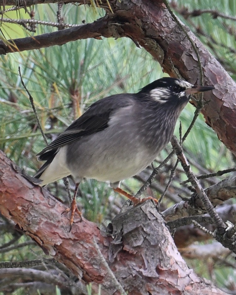 White-cheeked Starling - ML643579788