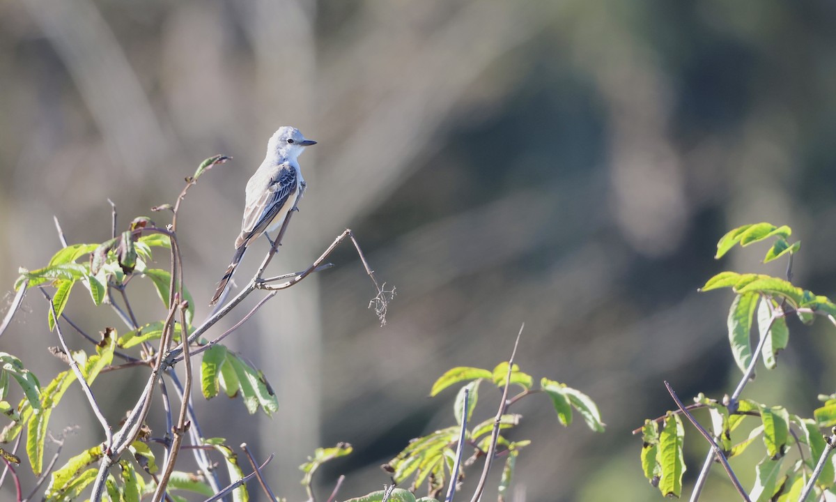 Scissor-tailed Flycatcher - ML643579821