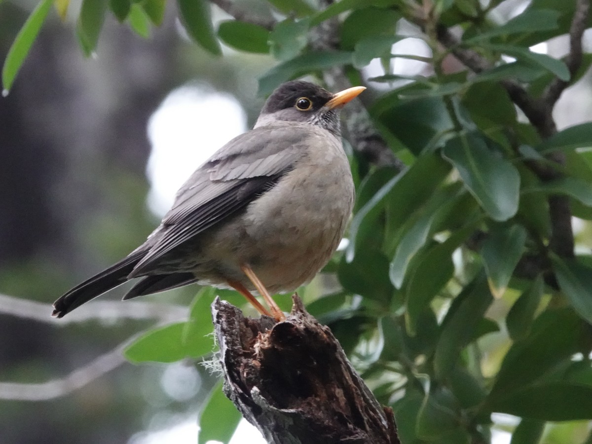 Austral Thrush - ML643579822
