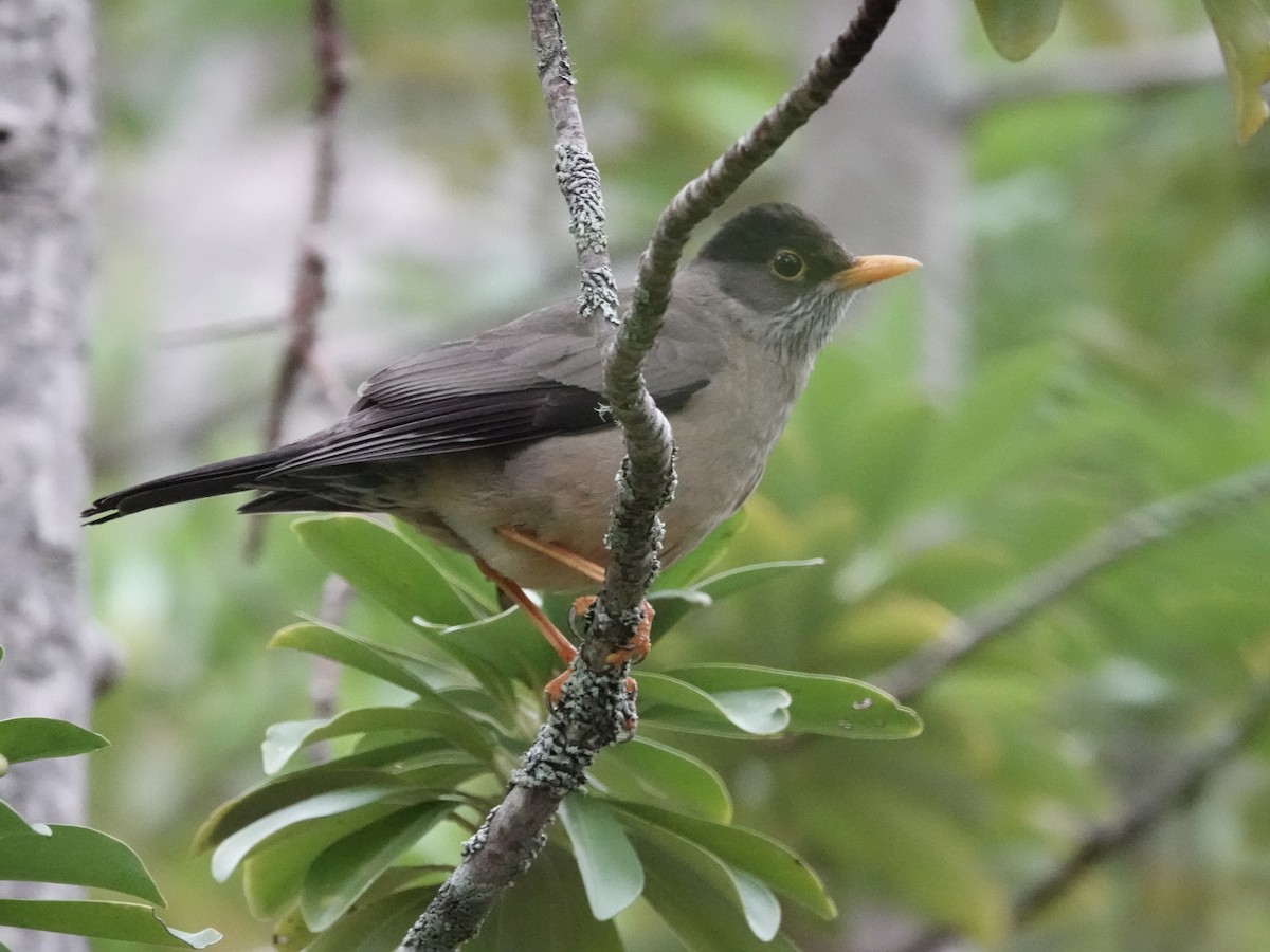 Austral Thrush - ML643579823