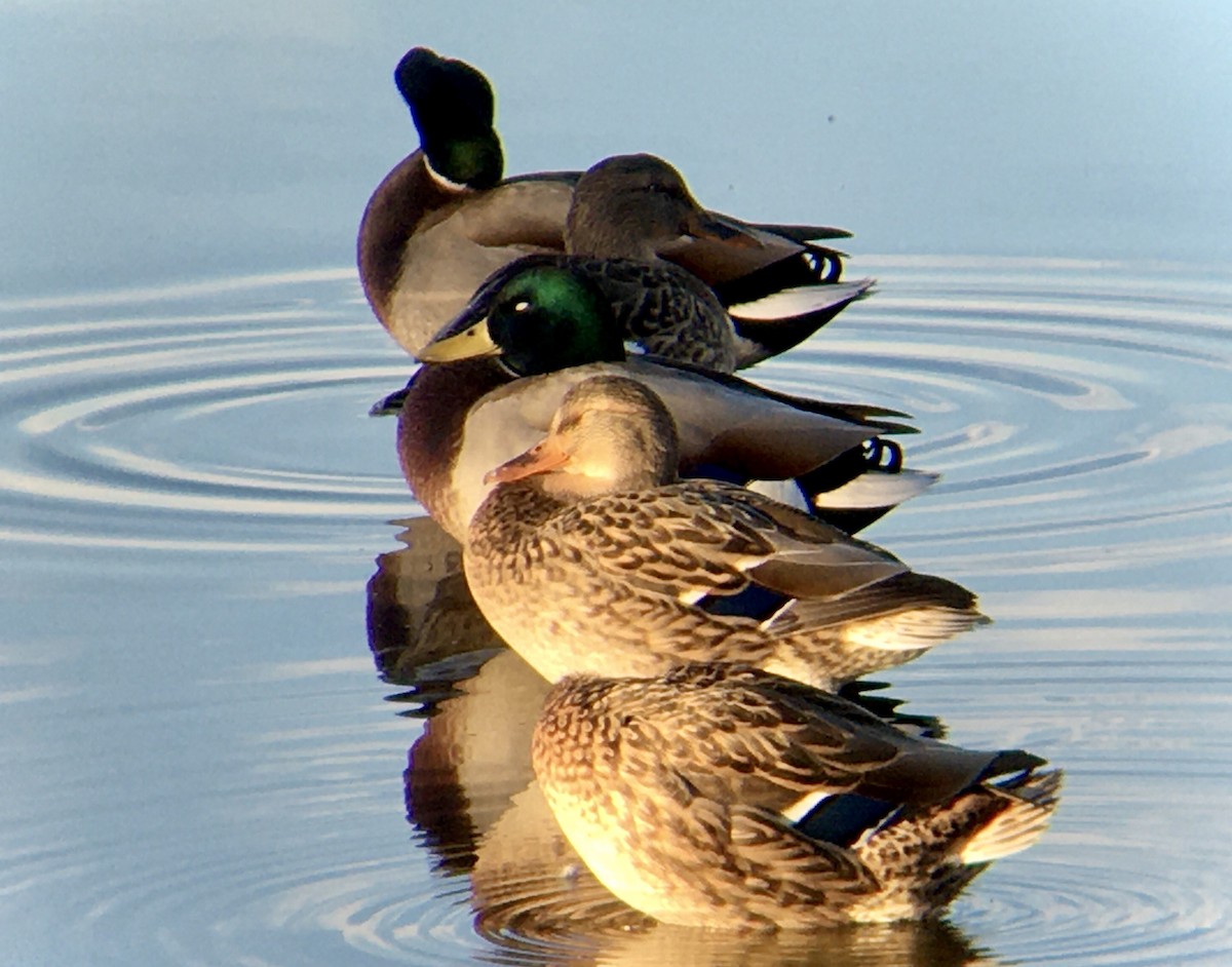 Mallard - ML643579835