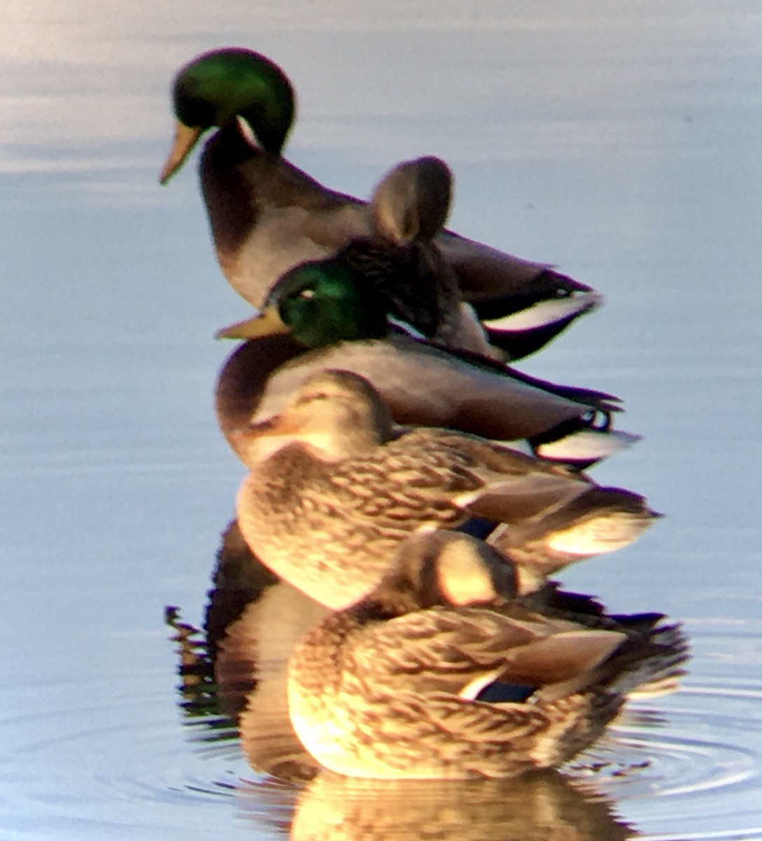 Mallard - ML643579839