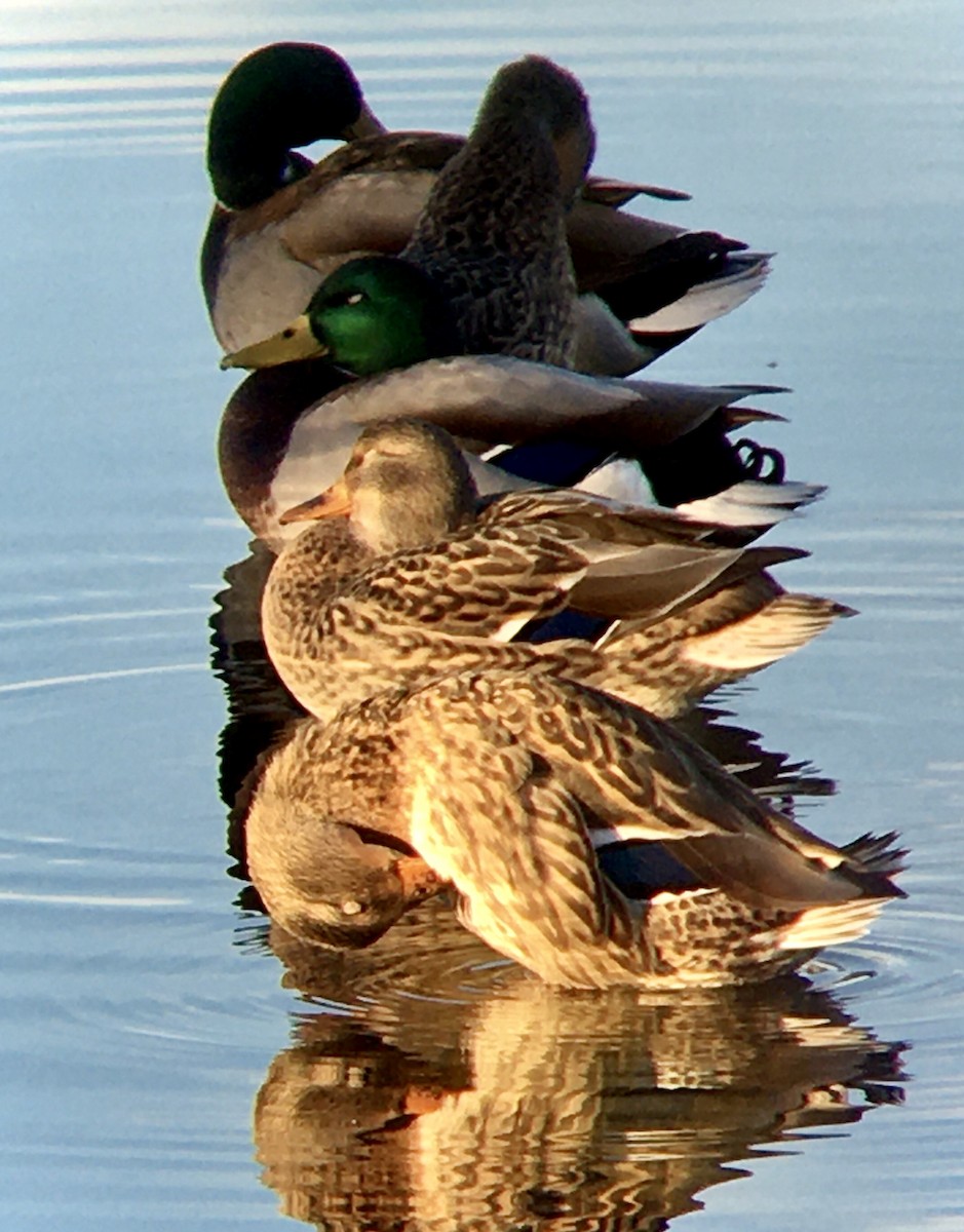 Mallard - ML643579842