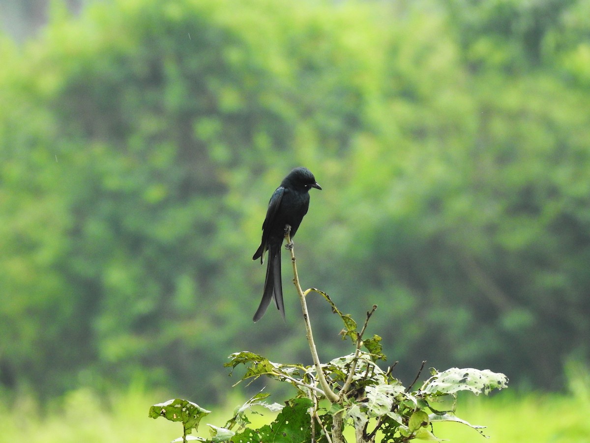 Drongo royal - ML643579847