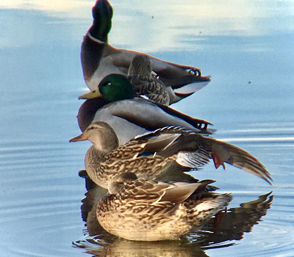 Canard colvert - ML643579853