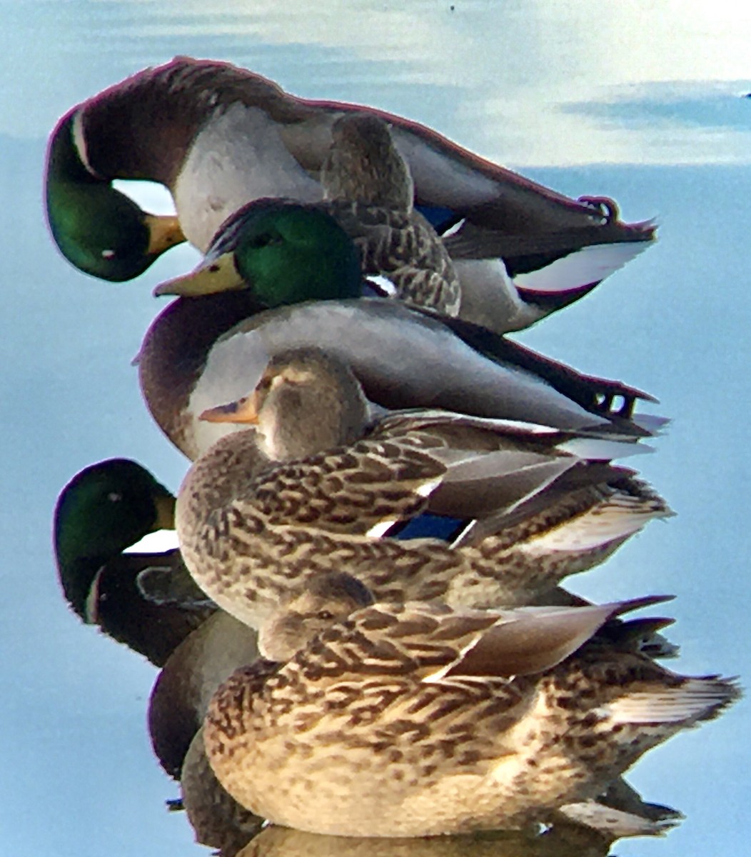 Canard colvert - ML643579855