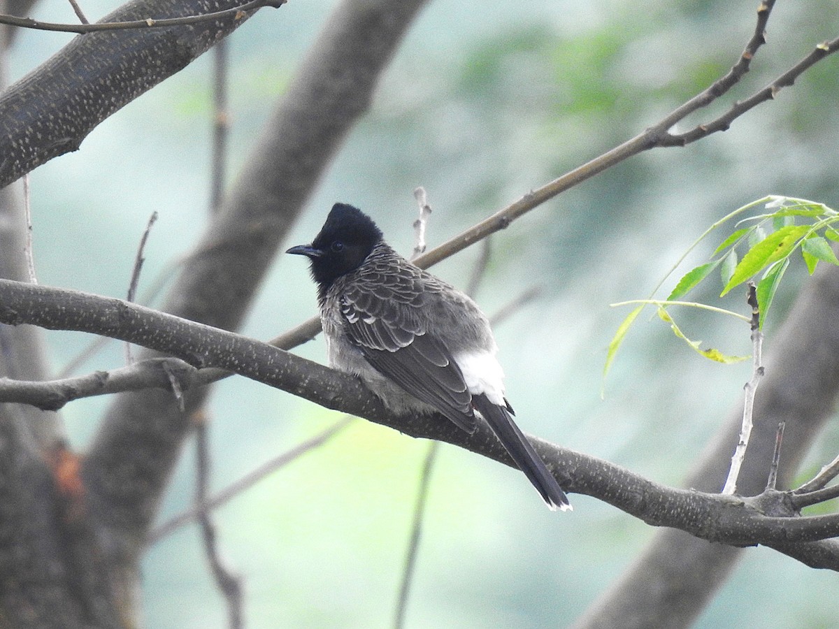 Bulbul à ventre rouge - ML643579874