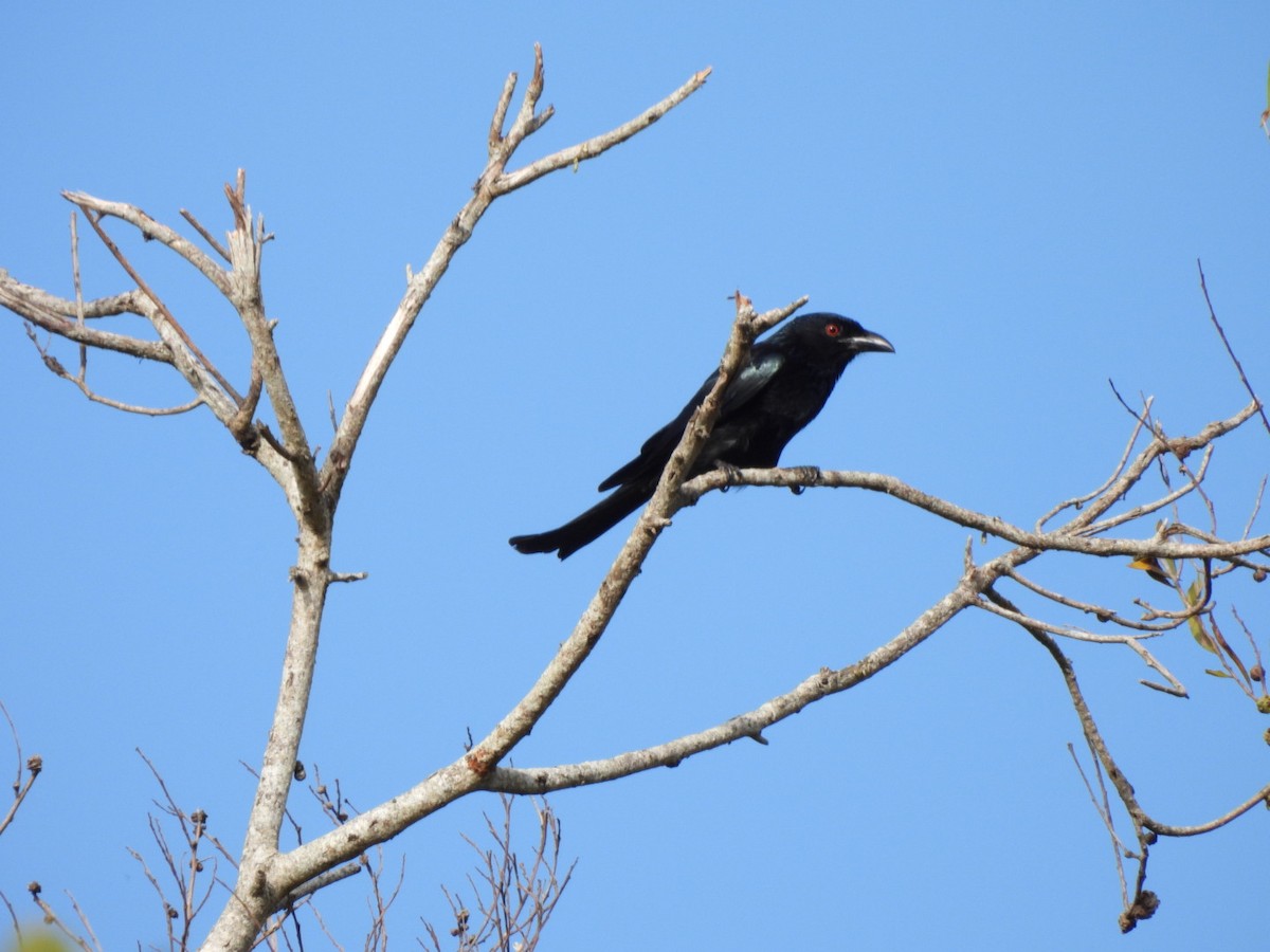 Spangled Drongo - ML643579877